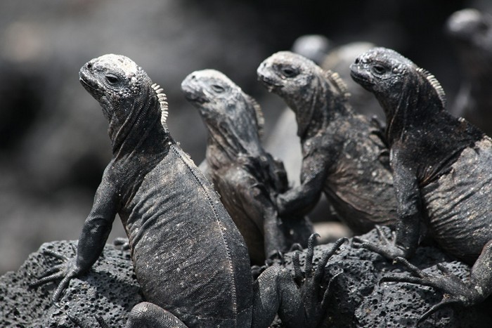Isabela, Galapagos