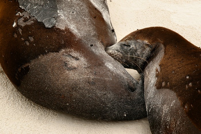 Espanola, Galapagos