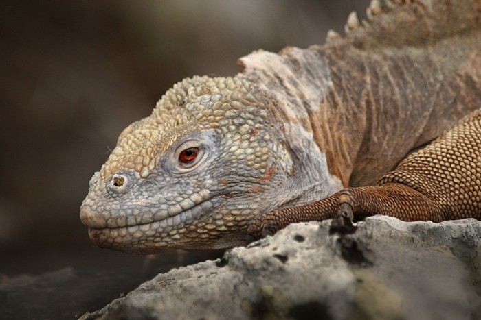 Espanola, Galapagos