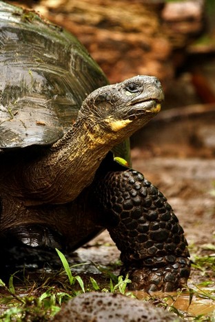 Santa Cruz, Galapagos