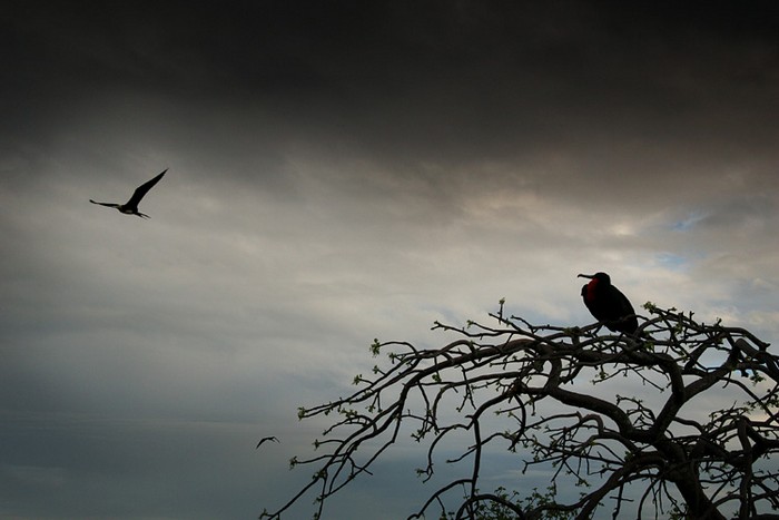 Seymour, Galapagos
