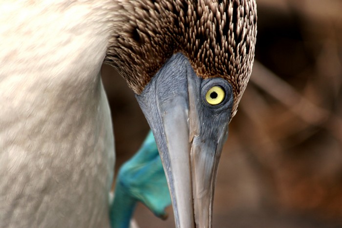 Espanola, Galapagos