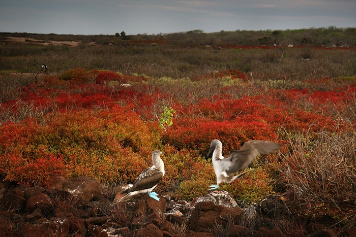 Seymour, Galapagos