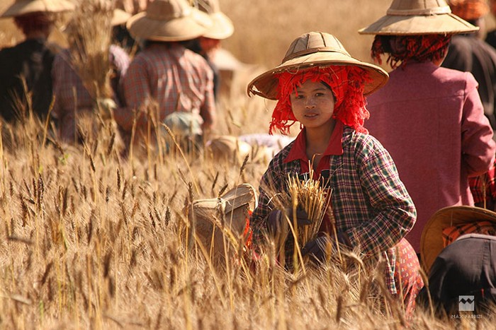 Women of the corn, copyright Massimiliano Fabrizi