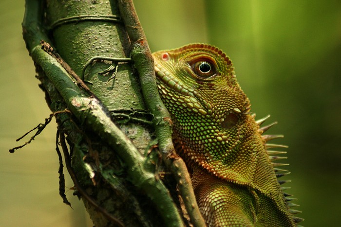Cuyabeno rainforest, copyright Massimiliano Fabrizi