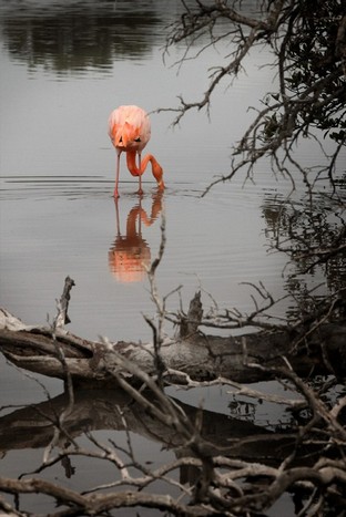 Espanola, Galapagos, copyright Massimiliano Fabrizi