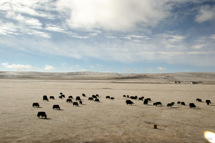 Road to Lhasa (2), copyright Massimiliano Fabrizi